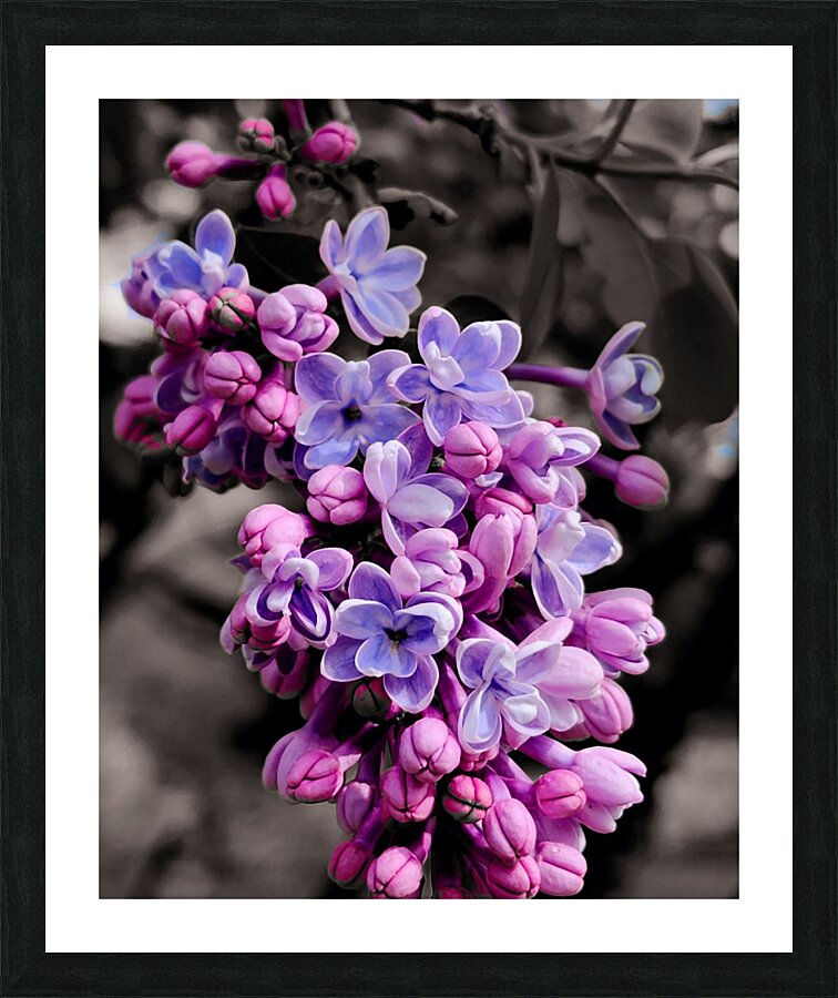 Lilac  Framed Print Print