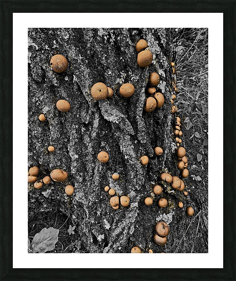 Puffball Mushrooms  Framed Print Print
