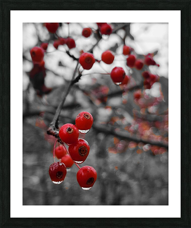 Siberian Crabapple  Framed Print Print