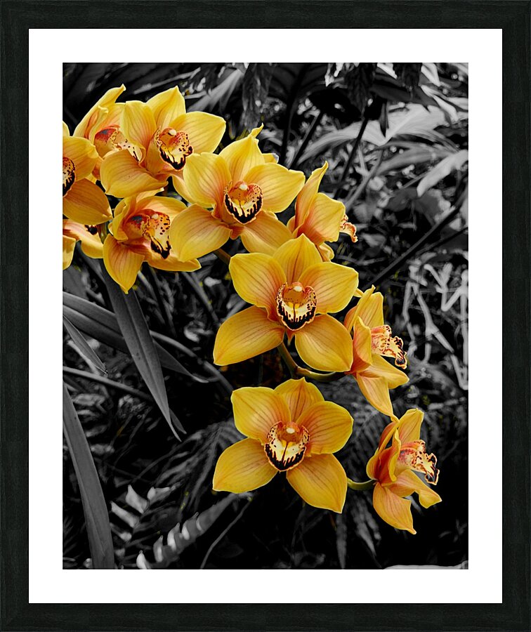 Orchids 3  Framed Print Print