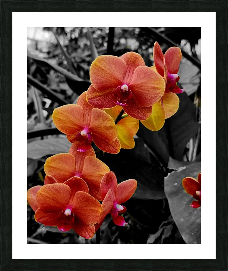 Orchids 4  Framed Print Print