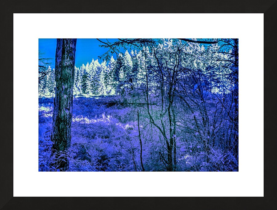 A Peek Through The Forest Picture Frame print