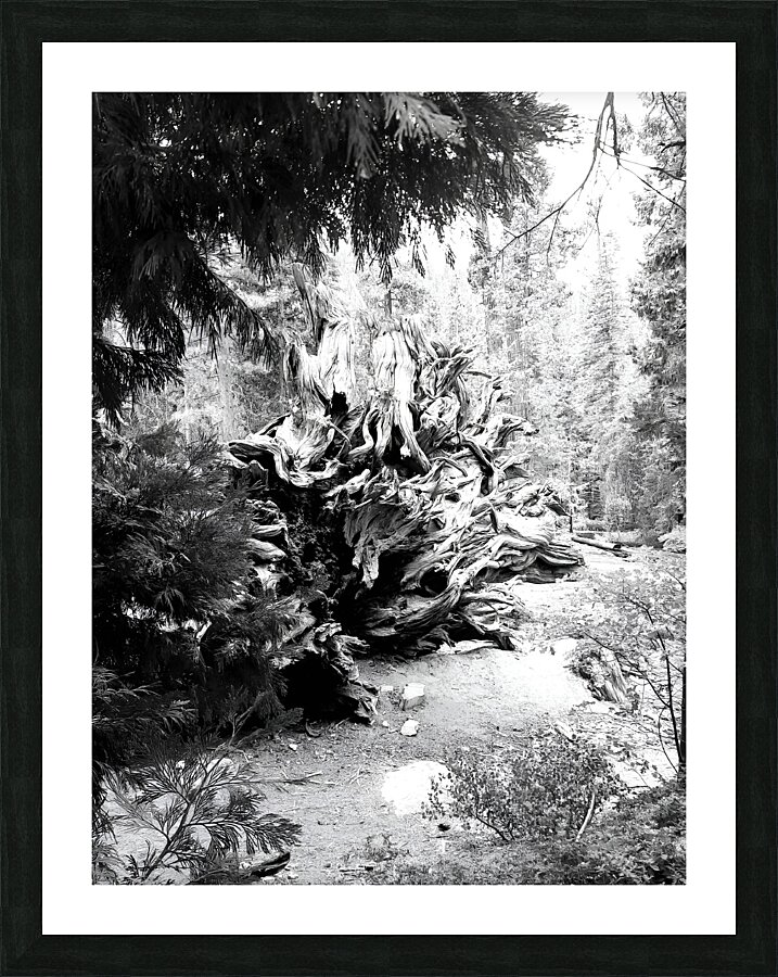 Sequoia Root Wad  Framed Print Print