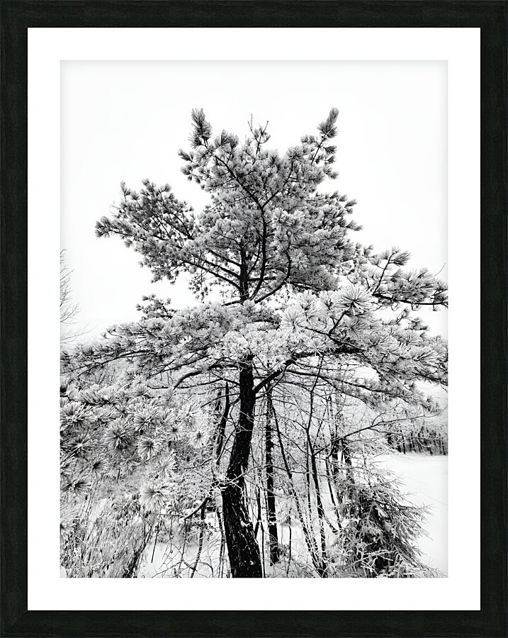 Snowy White Pine  Framed Print Print
