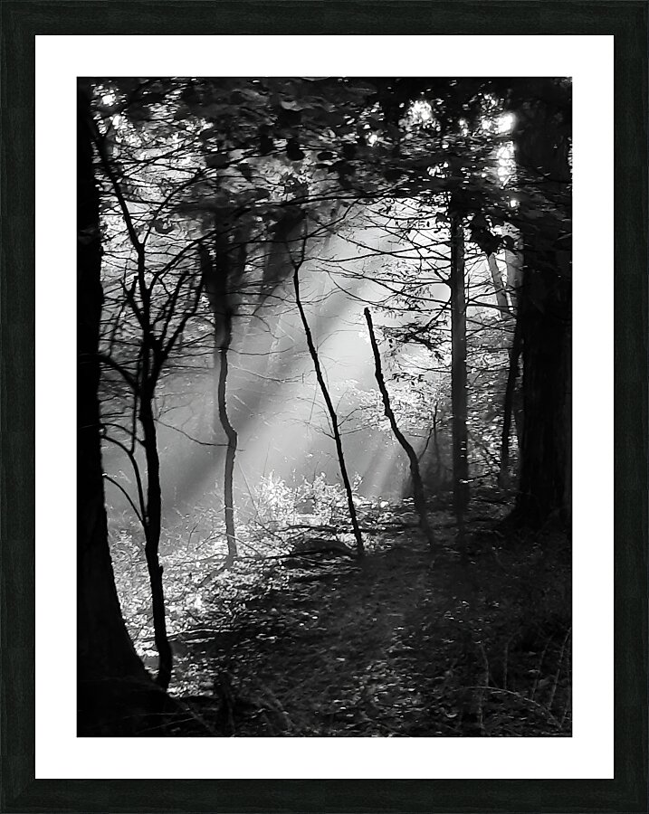 Morning Sunlight  Framed Print Print