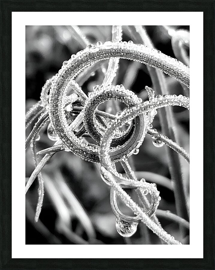 Natural Curl  Framed Print Print