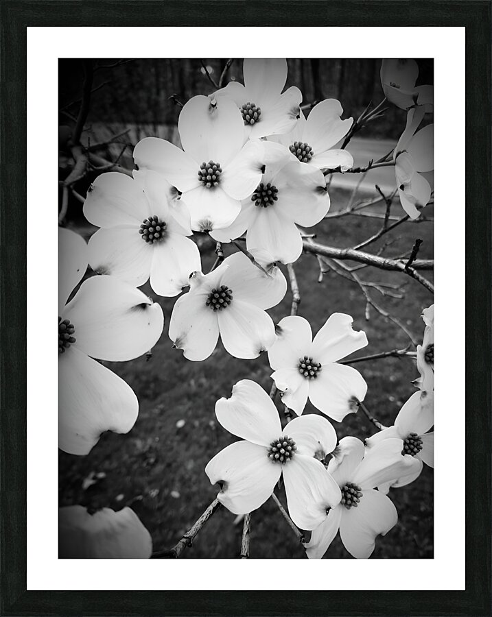 Flowering Dogwood  Framed Print Print