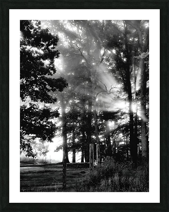 Misty Morning Rays  Framed Print Print