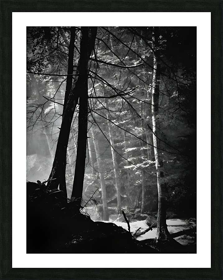 Forest Light  Framed Print Print