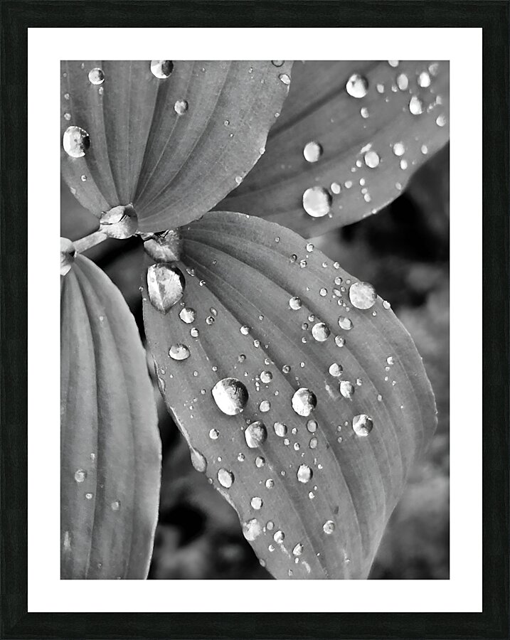 Raindrops  Framed Print Print
