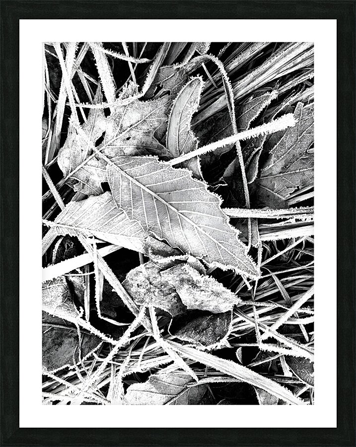 Frosty Oak Leaf  Framed Print Print