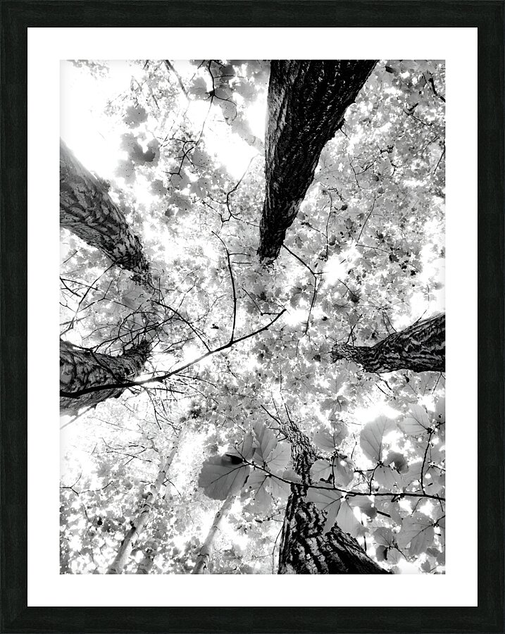 Forest Squad  Framed Print Print