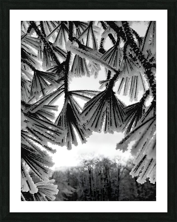Snowy Conifer 1  Framed Print Print