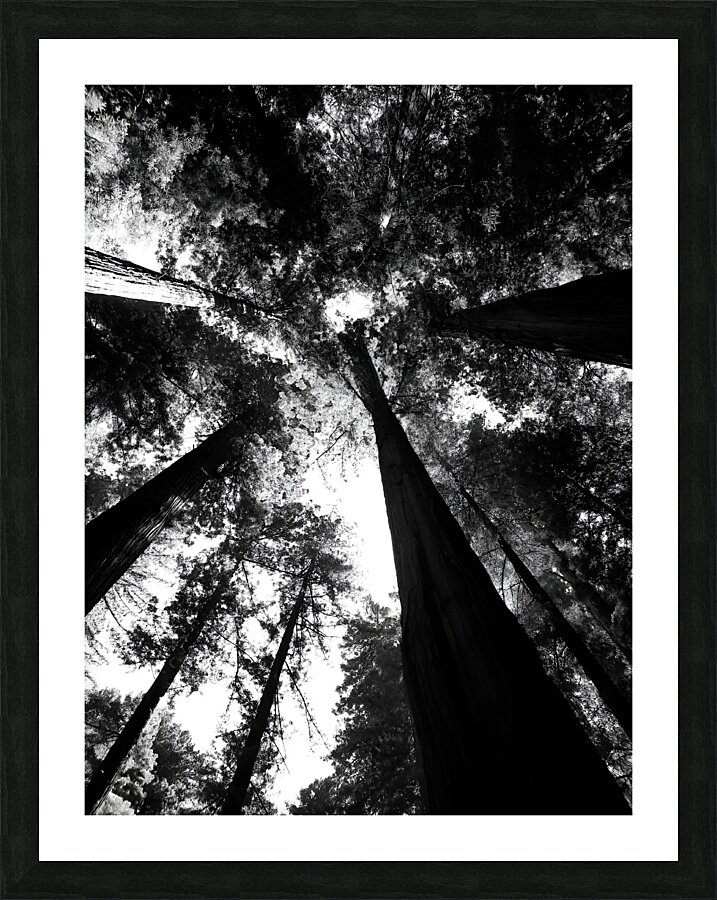 Redwoods  Framed Print Print