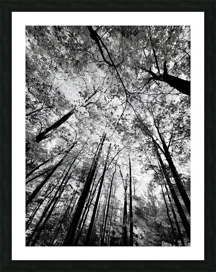 Forest Canopy  Framed Print Print