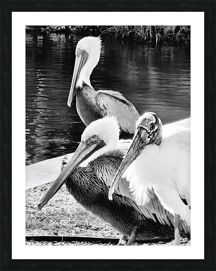 Stork Trio  Framed Print Print