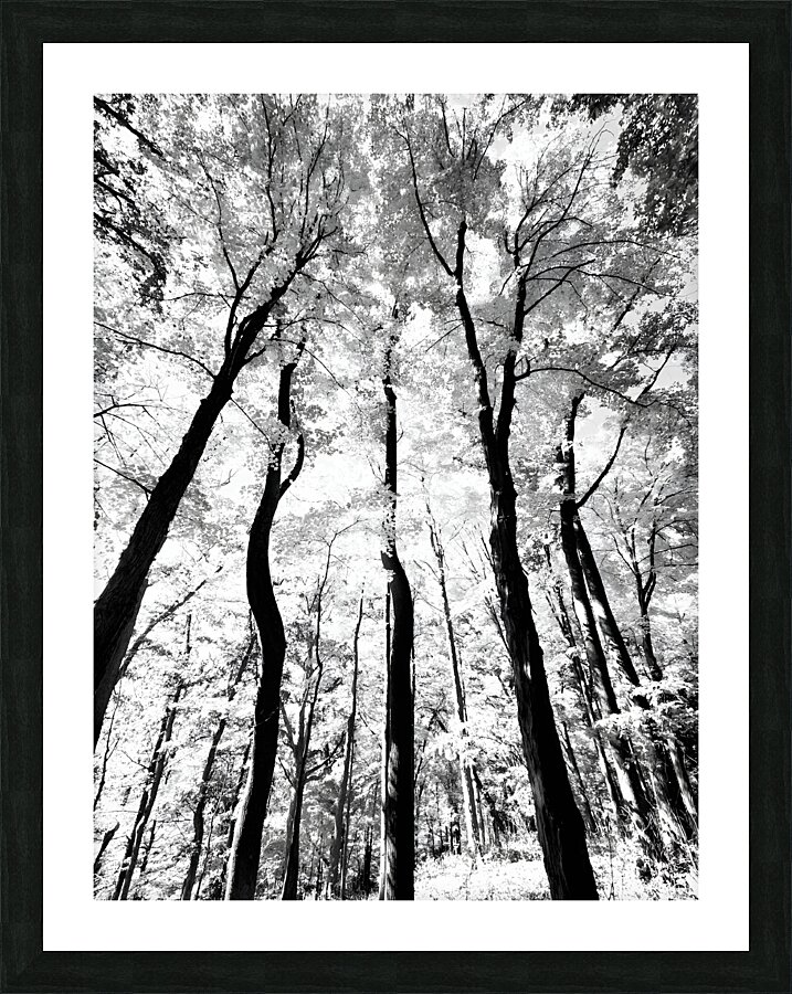 Pennsylvania Woods  Framed Print Print