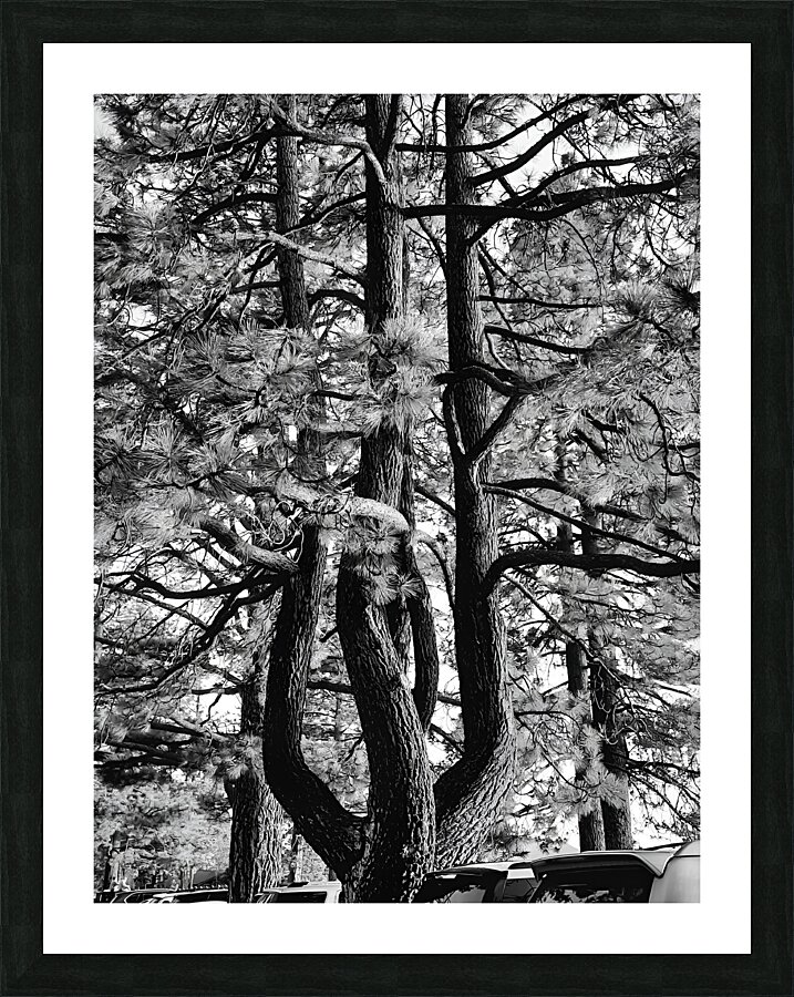 Evergreen Trident  Framed Print Print