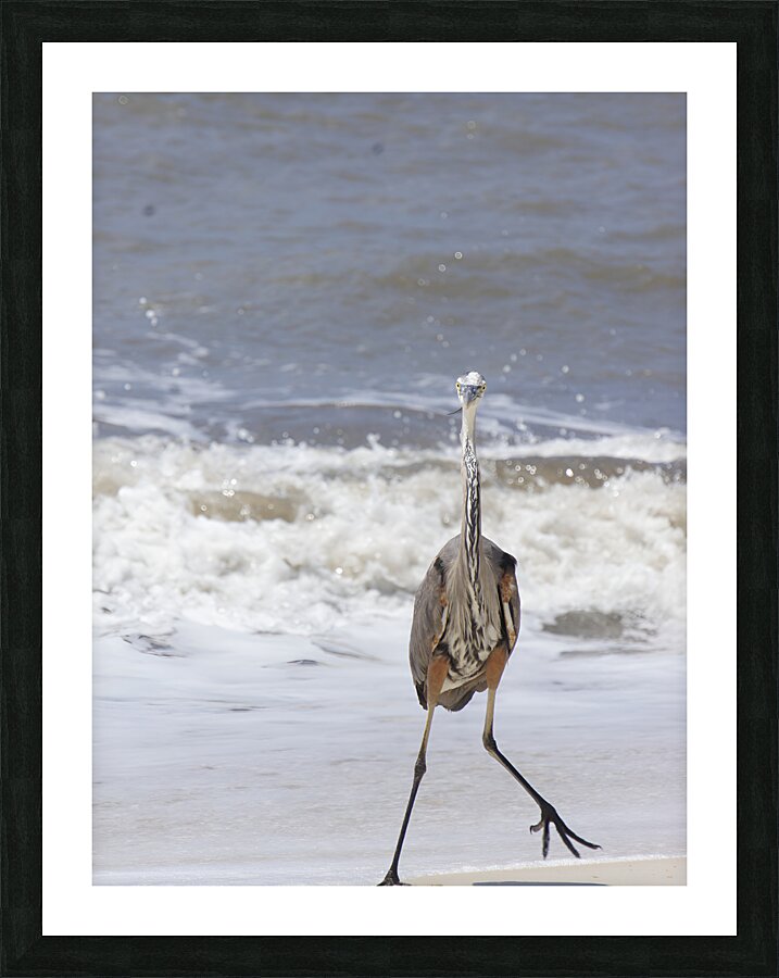 Sneaky Blue Heron  Framed Print Print