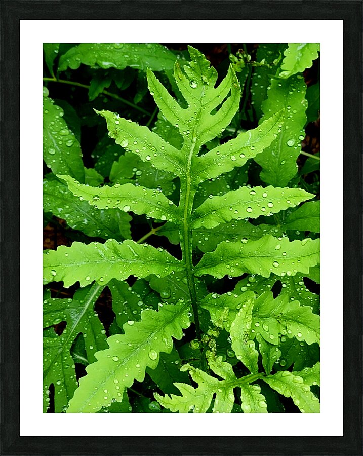Sensitive Fern  Framed Print Print