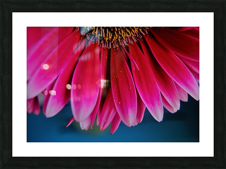 Pink Lady Picture Frame print