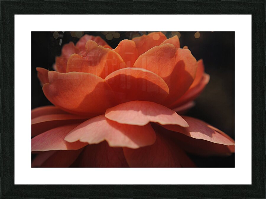 Orange Rose Picture Frame print