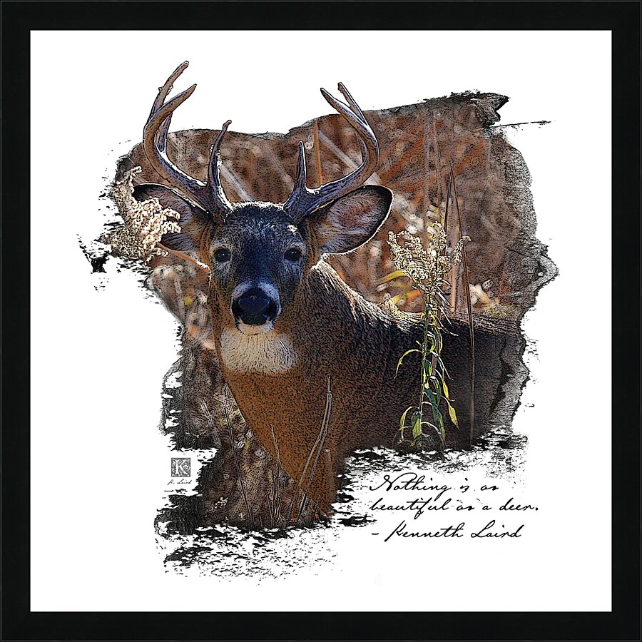 Beautiful Deer  Picture Frame print