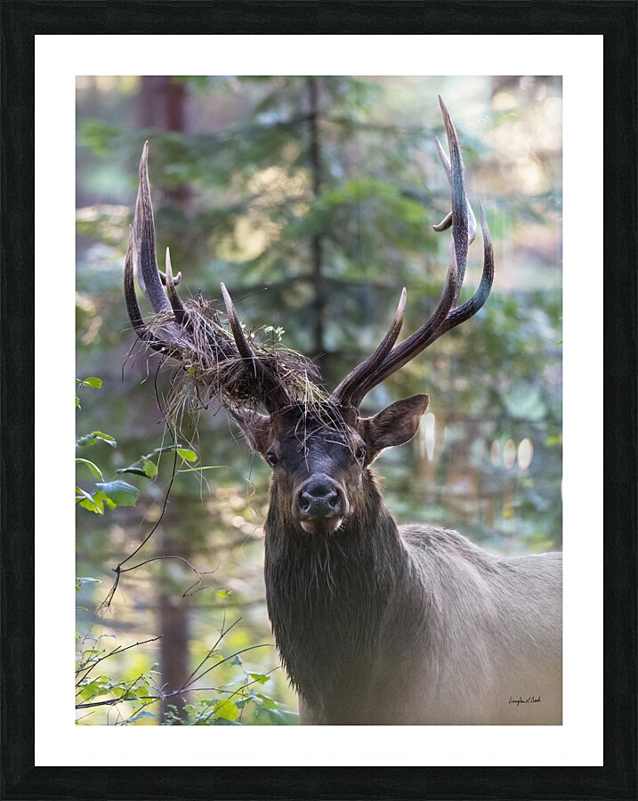Bull with elk decoration Picture Frame print
