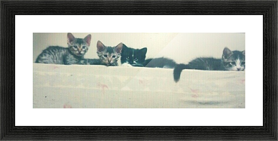 Family of Kittens Picture Frame print