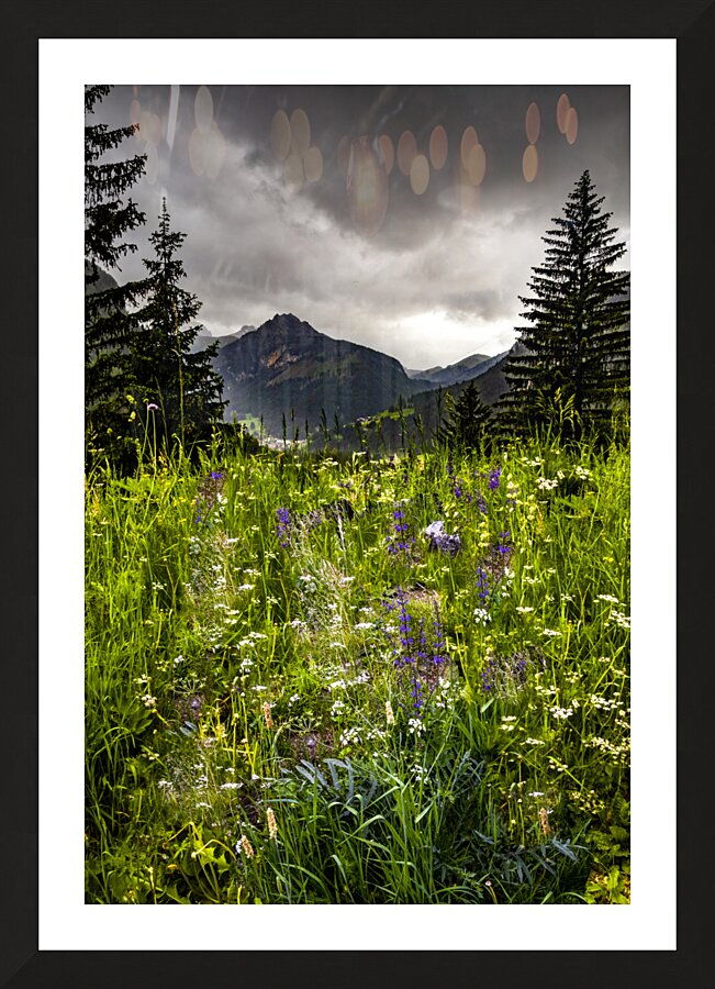 Dolomite Mountain Wildflowers in Summer Picture Frame print