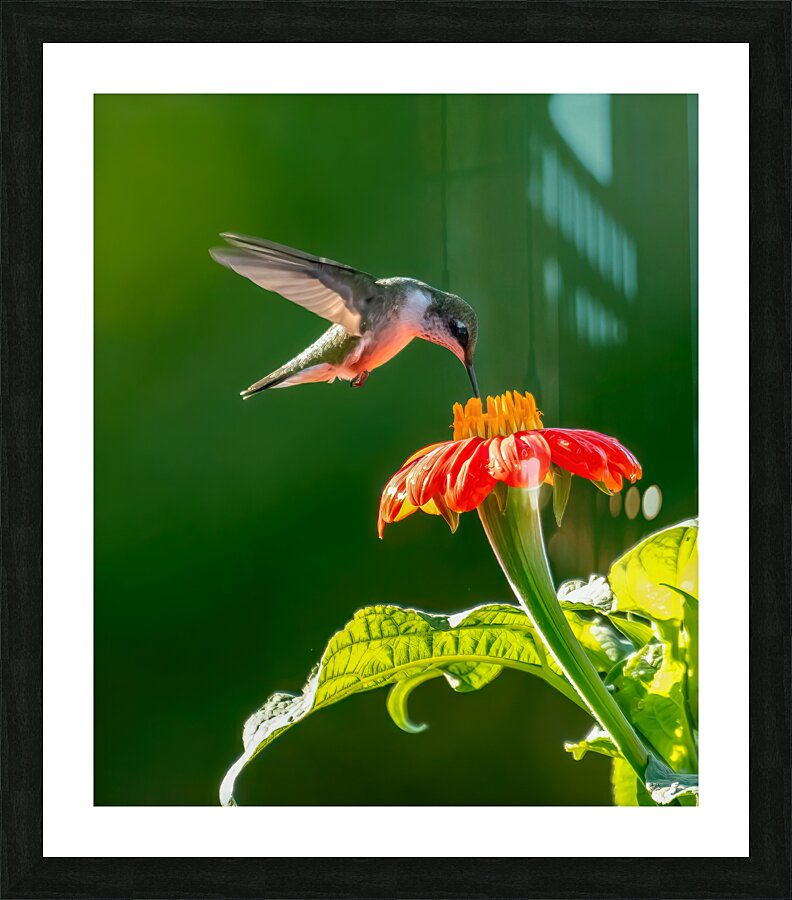 Hummingbird on sunflower Picture Frame print
