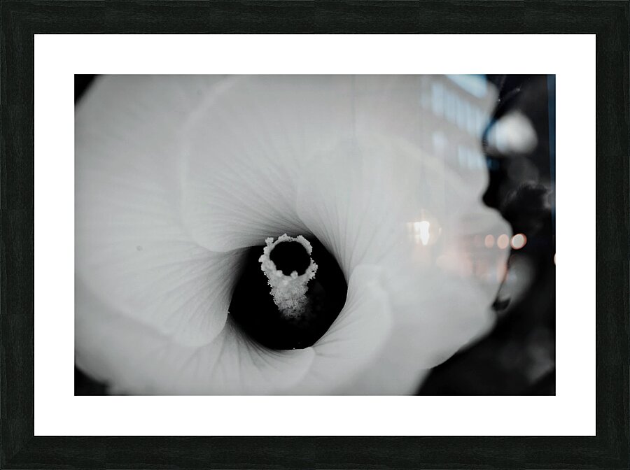 White Flower Picture Frame print