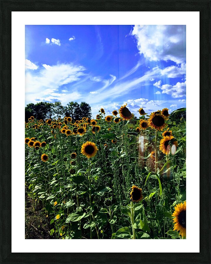 Sunflower Days Picture Frame print