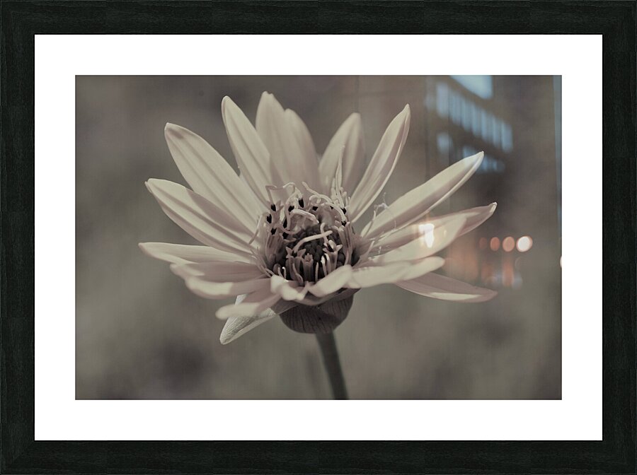 Wild Daisy Picture Frame print