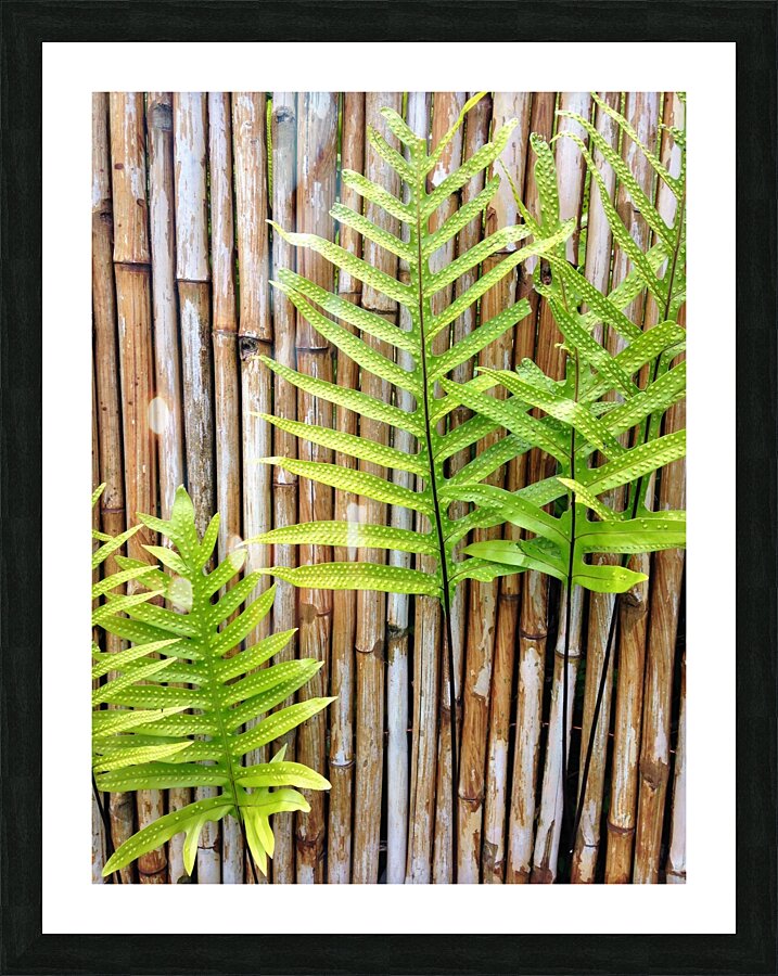 Hawaiian Fern Picture Frame print