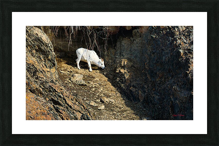 Alone in the draw Picture Frame print