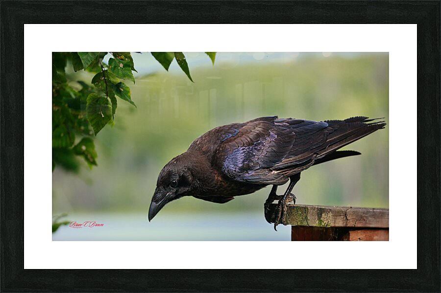 Raven in color Picture Frame print