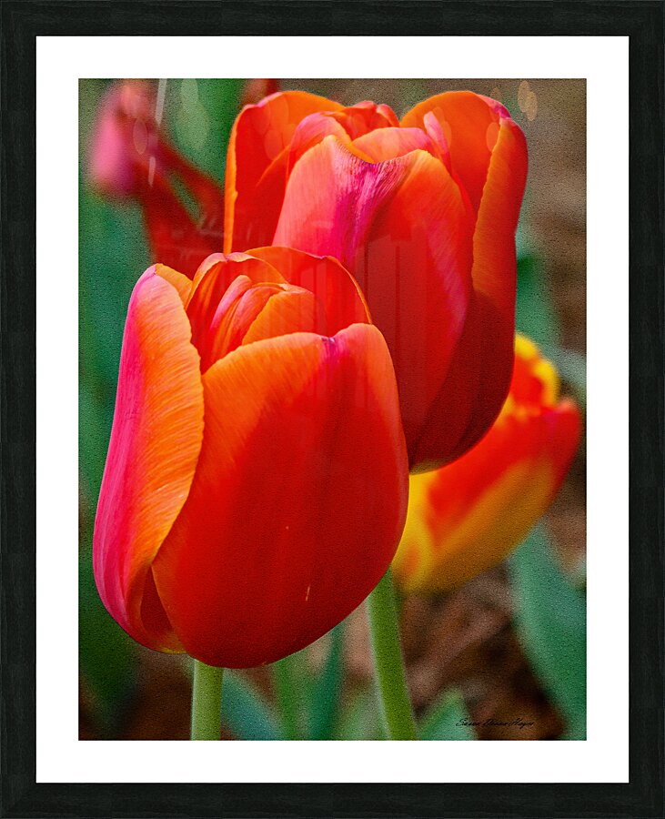 Perfect Petals Impression et Cadre photo