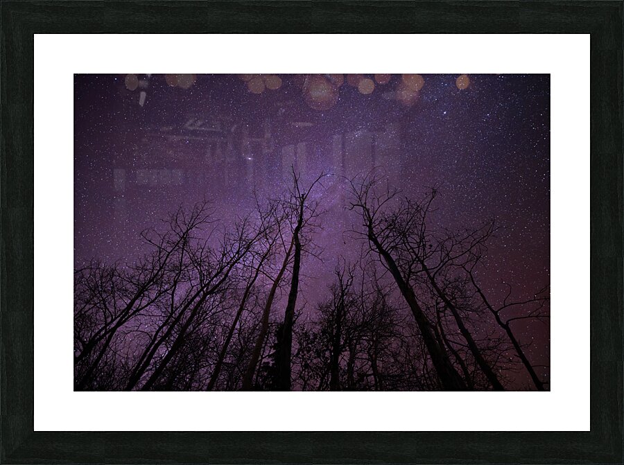 Winters Canopy: Stellar Skies Above Pinehouse Lakes Forest Picture Frame print