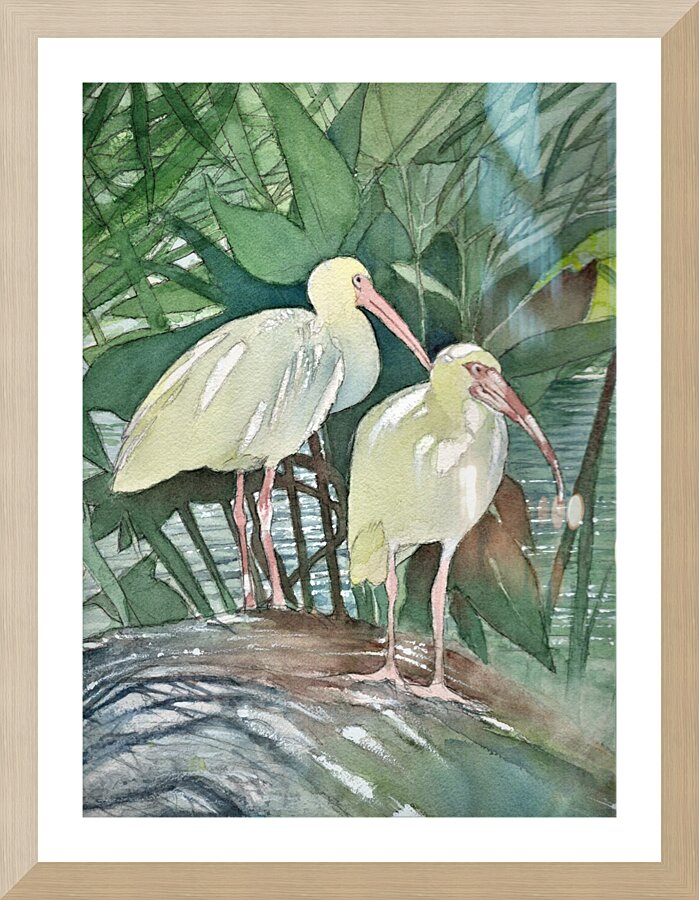 Florida Ibis Birds  Framed Print Print