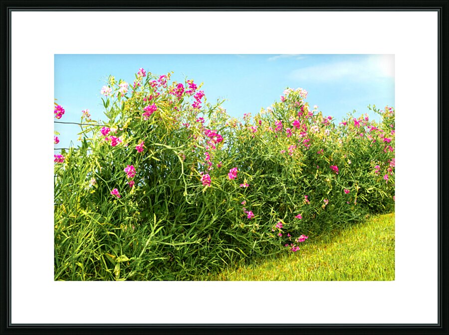 Sweetpeas on a Wire Fence Picture Frame print