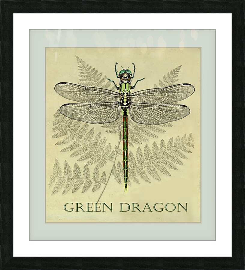 Green Dragonfly  Picture Frame print