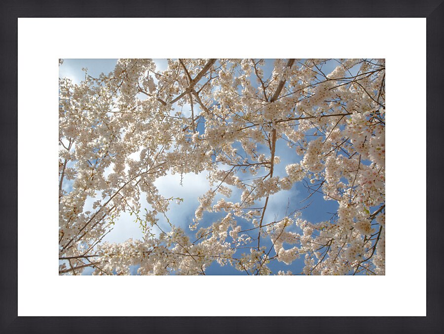Cherry Blossoms Impression et Cadre photo