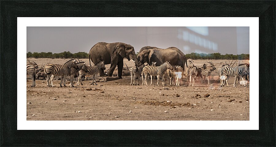 Natures Waterhole Clash Picture Frame print