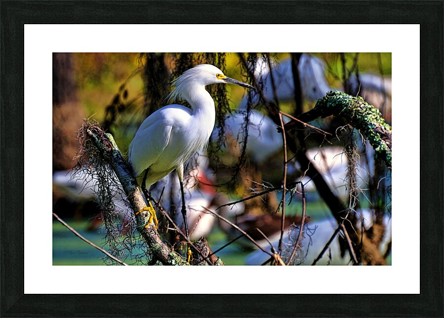 SNOWY EGRET Picture Frame print