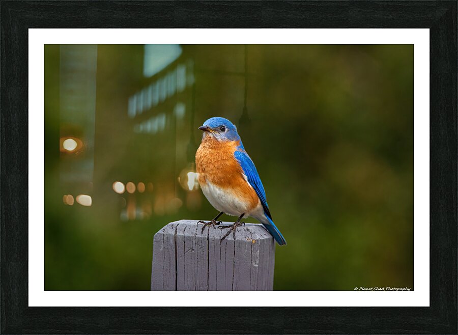 Eastern Bluebird - Colorful  Framed Print Print