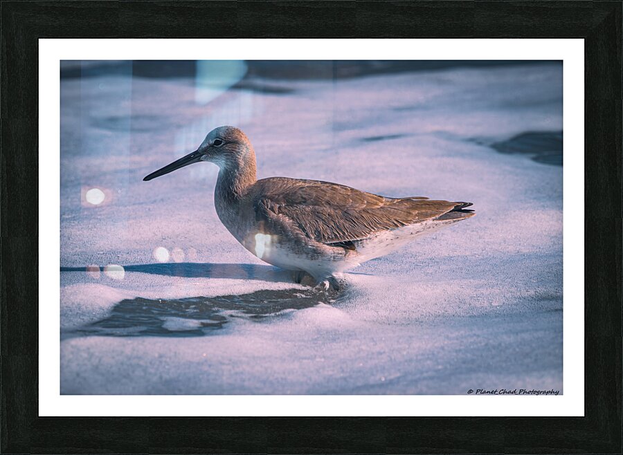 Willet - Gentle Waves  Framed Print Print