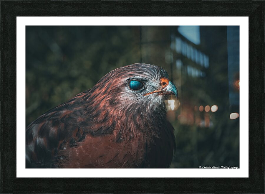 Eye of the Hawk  Framed Print Print