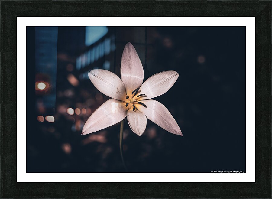 Lady Tulip - Artistic  Framed Print Print