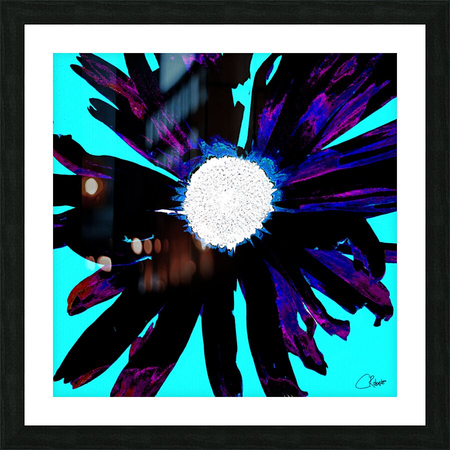 Daisy Flower on Vibrant Turquoise Background Picture Frame print